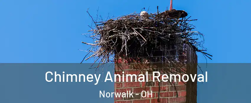 Chimney Animal Removal Norwalk - OH