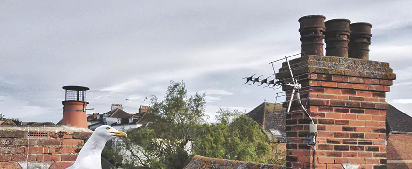 Chimney Cleaning And Restoration in Norwalk, Ohio